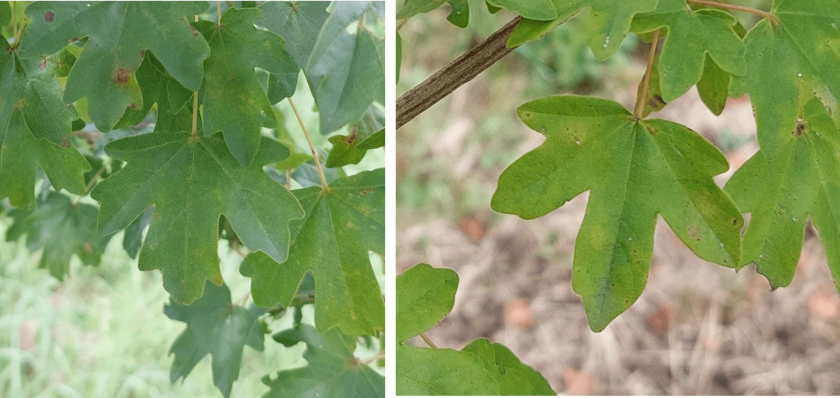 Acer campestre bladvorm