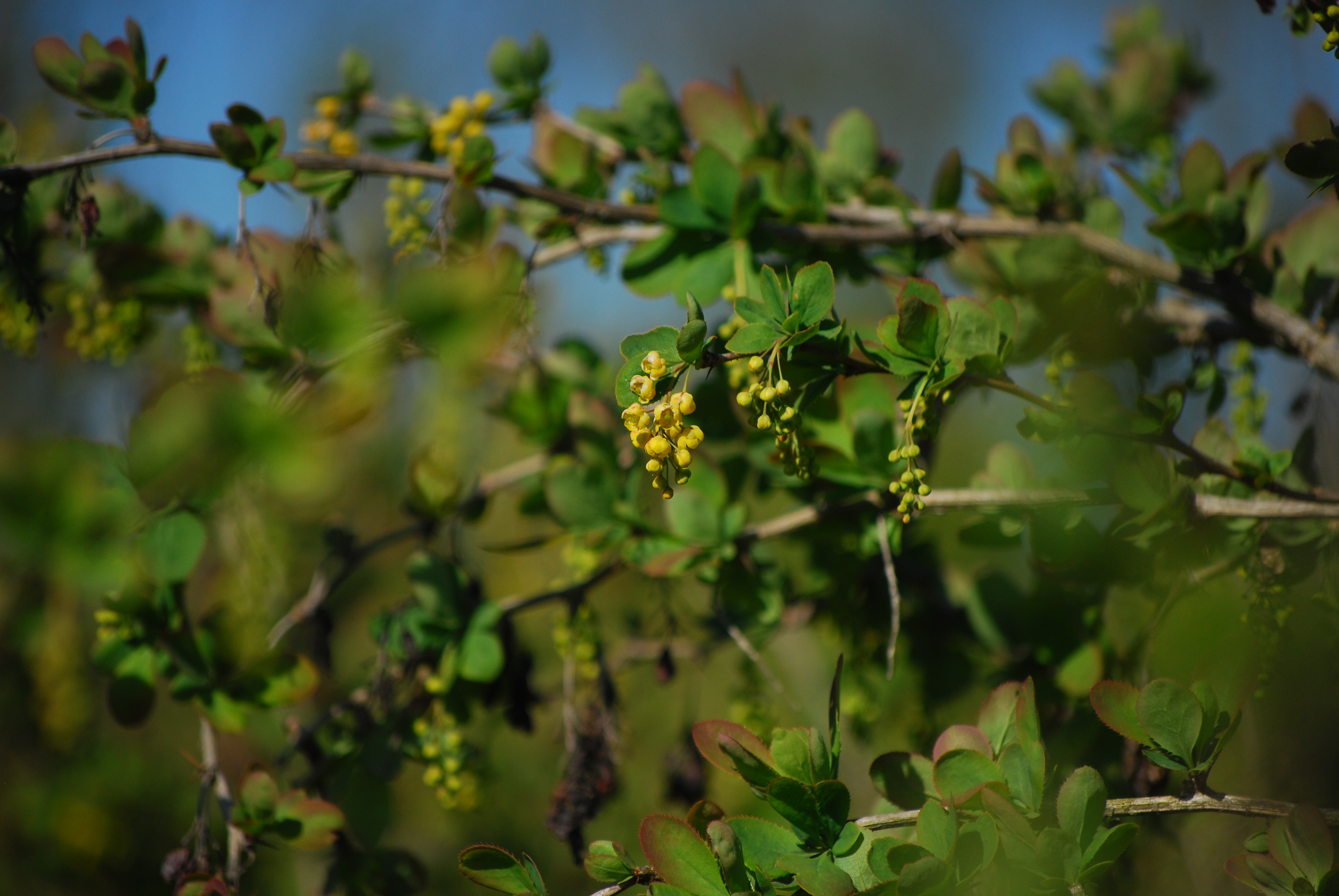 Berberis vulgaris - L. Kragt