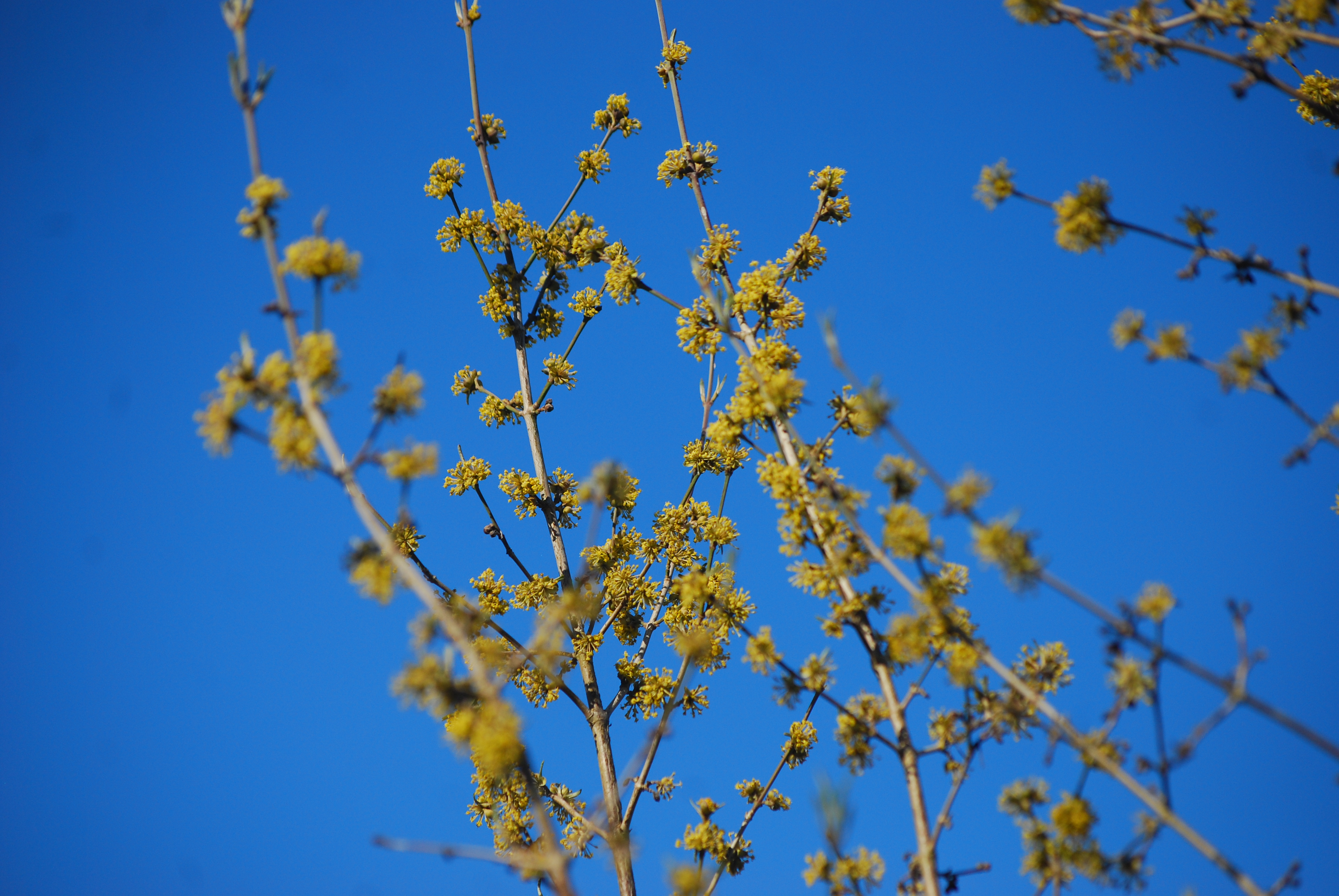 Cornus mas - L. Kragt