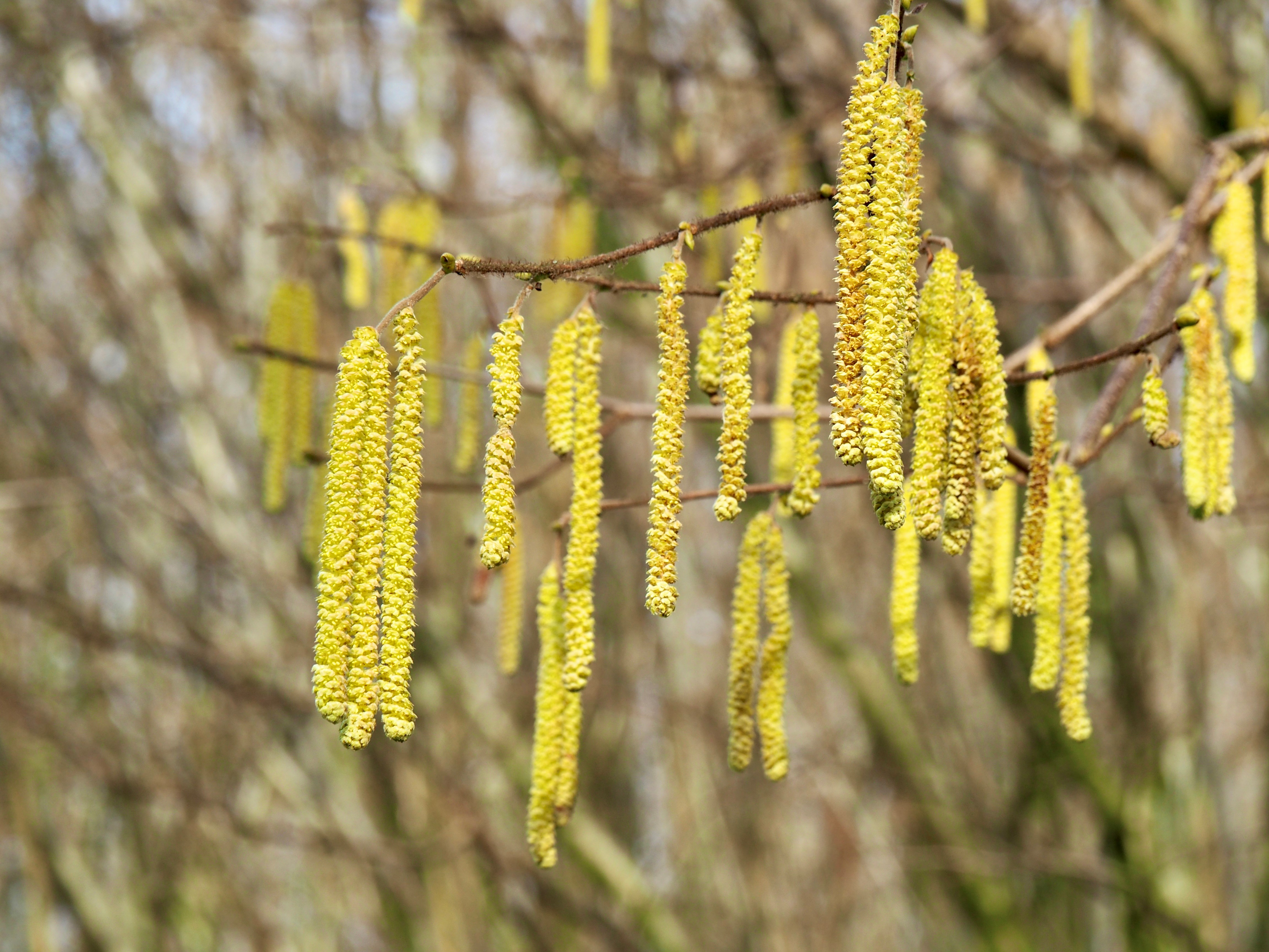 Corylus avellana - P. Copini