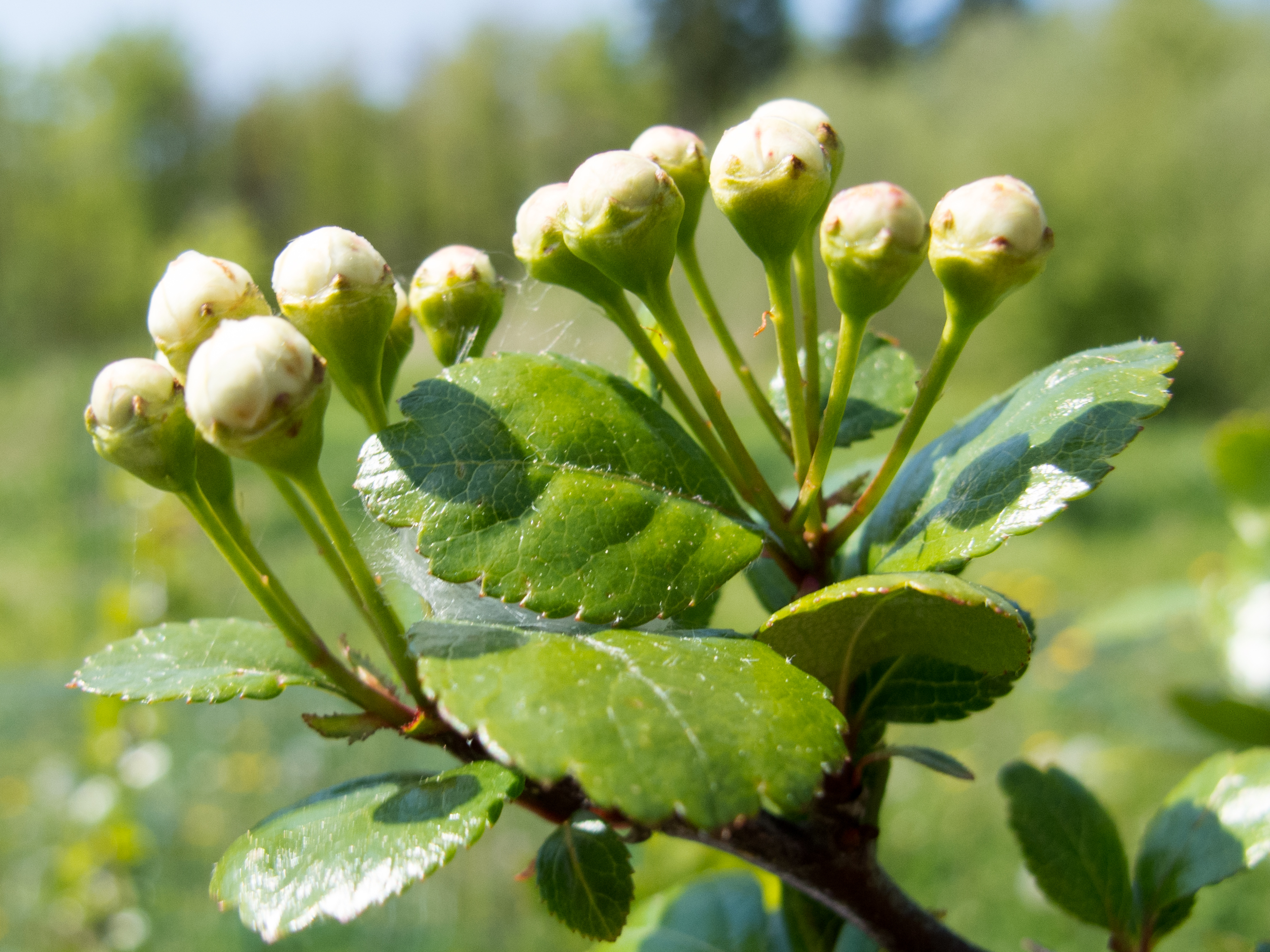 Crataegus leavigata - P. Copini