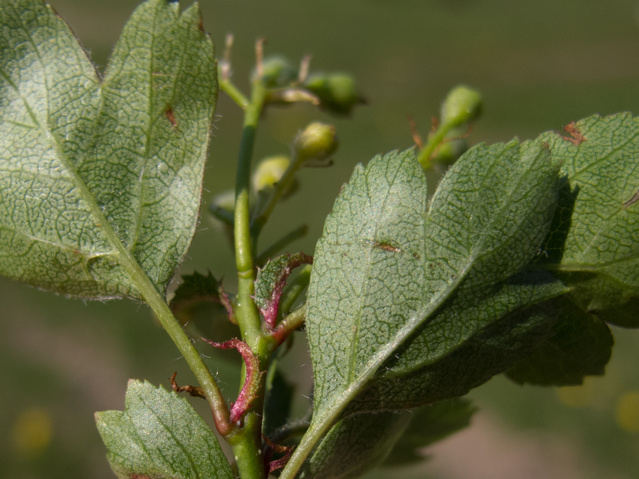 Crataegus macrocarpa - P . Copini
