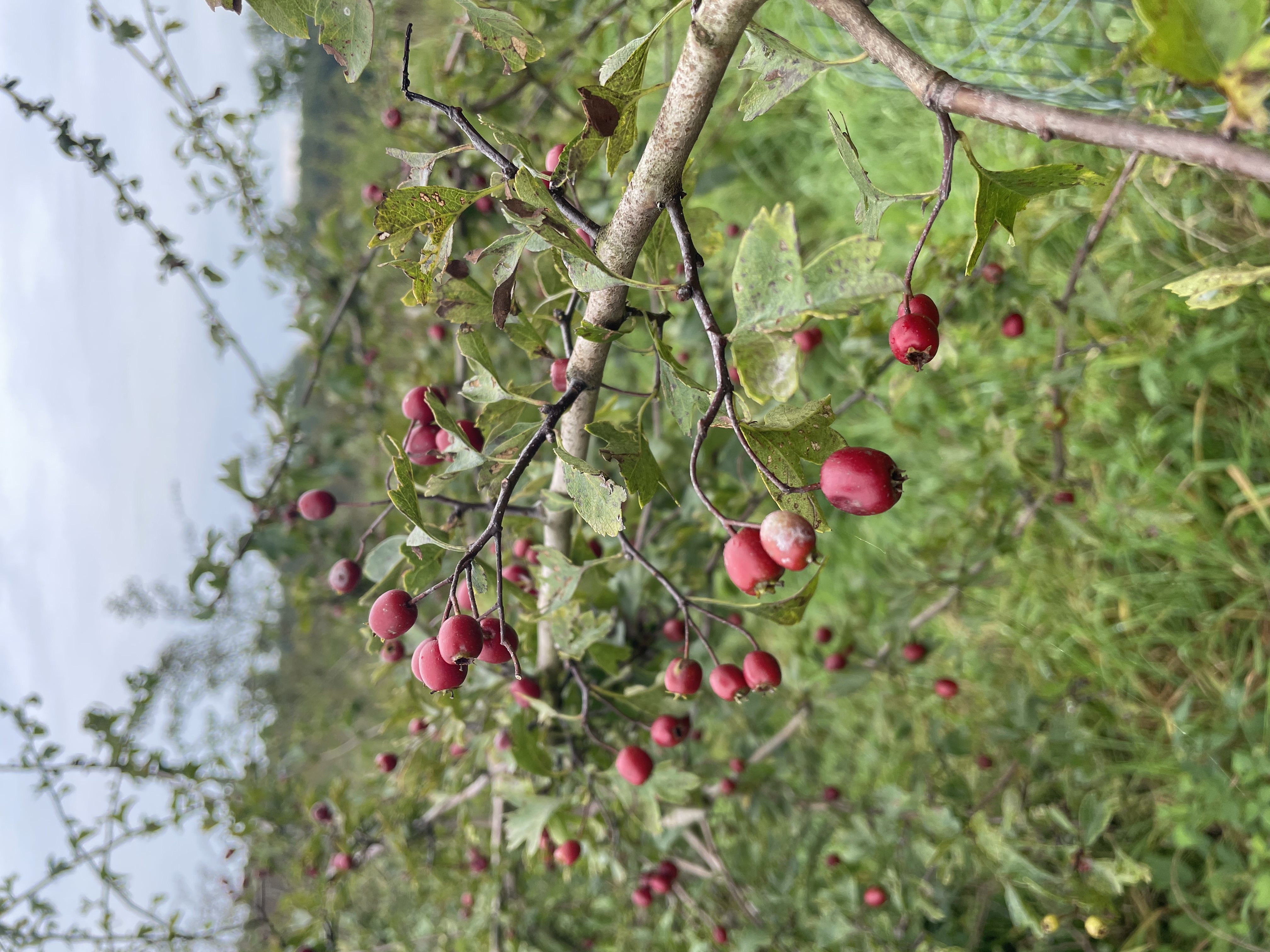 Crataegus x subsphaericea