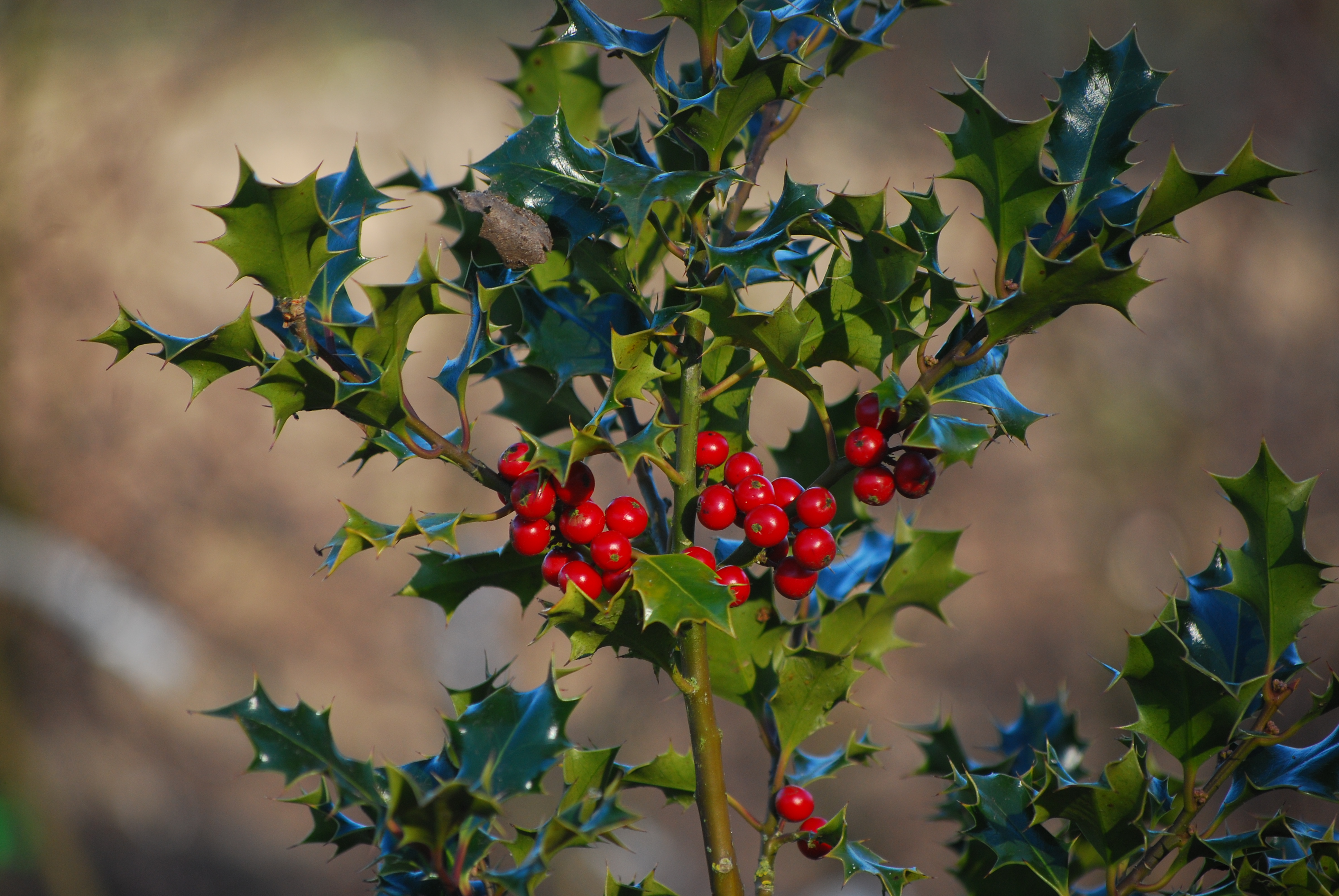 Ilex aquifolium - L. Kragt