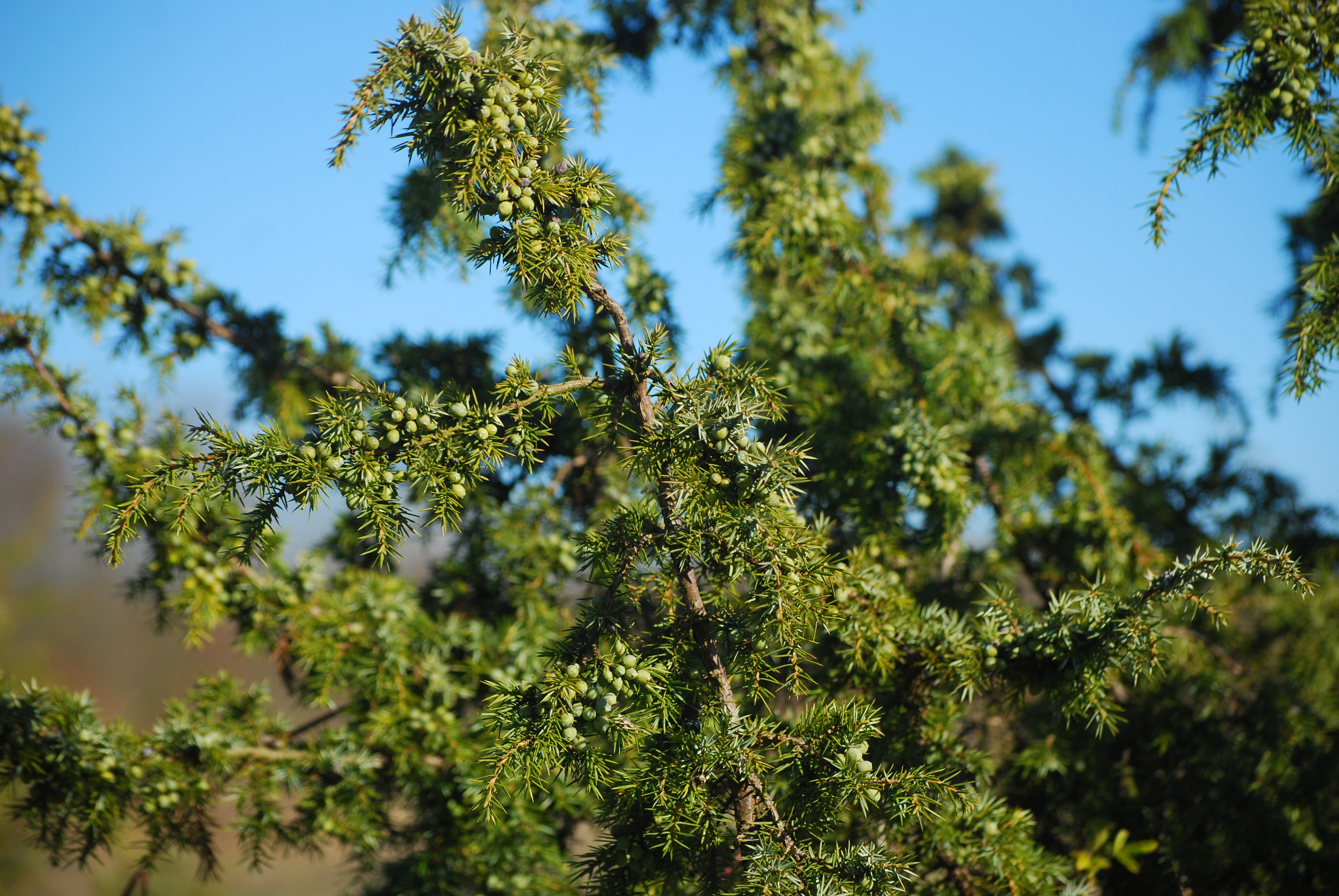 Juniperus communis - L. Kragt