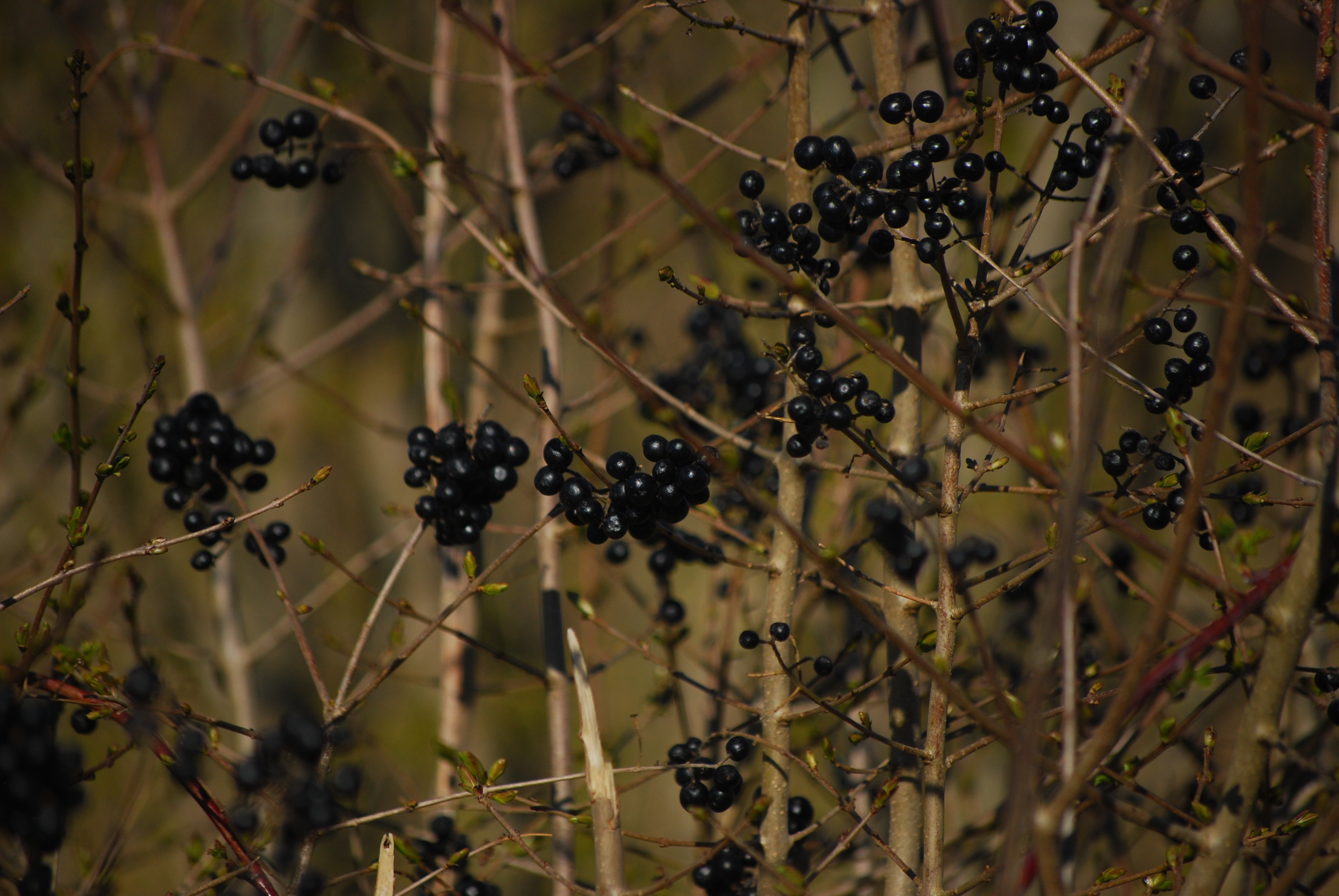 Ligustrum vulgare - L. Kragt