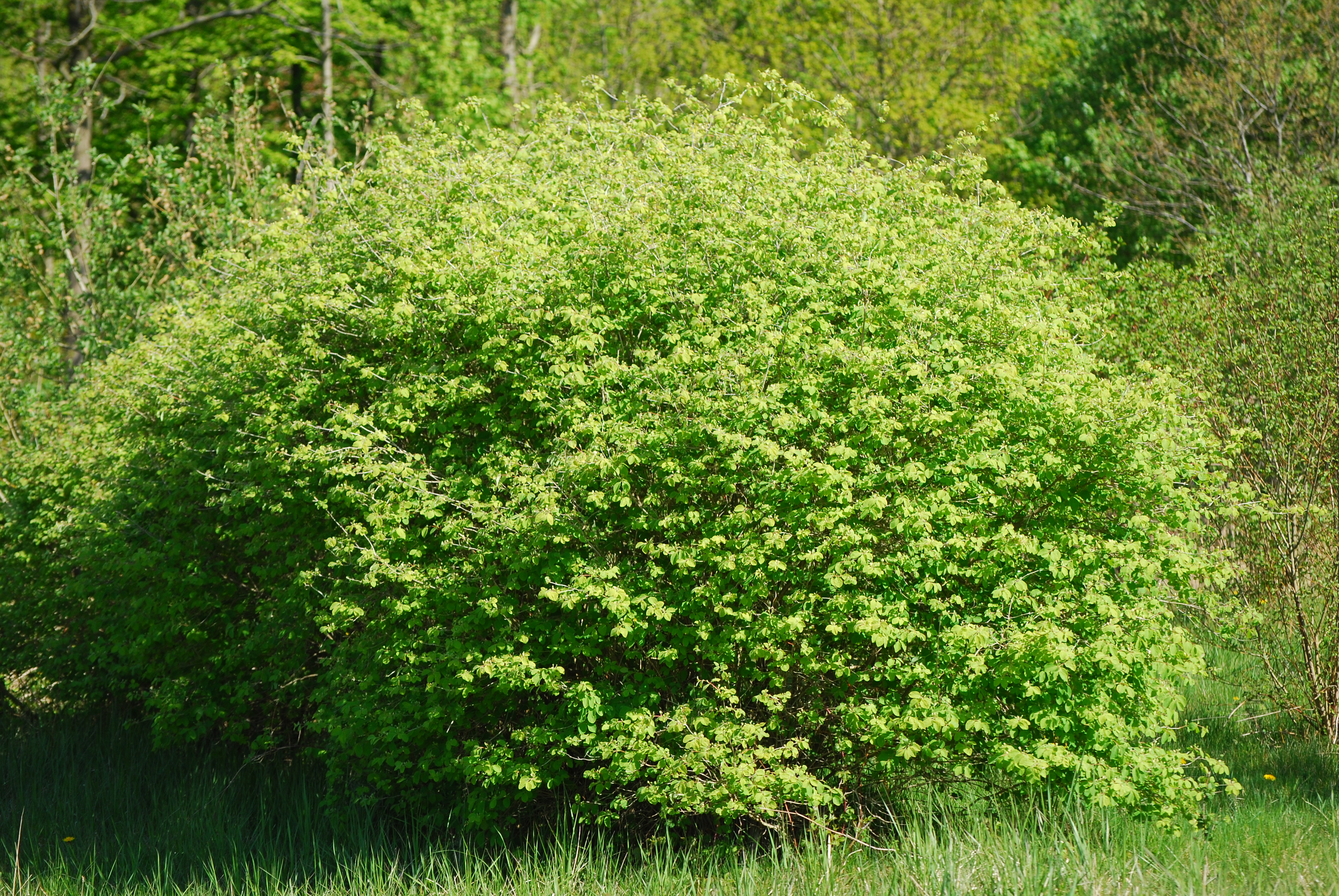 Lonicera xylosteum - L. Kragt