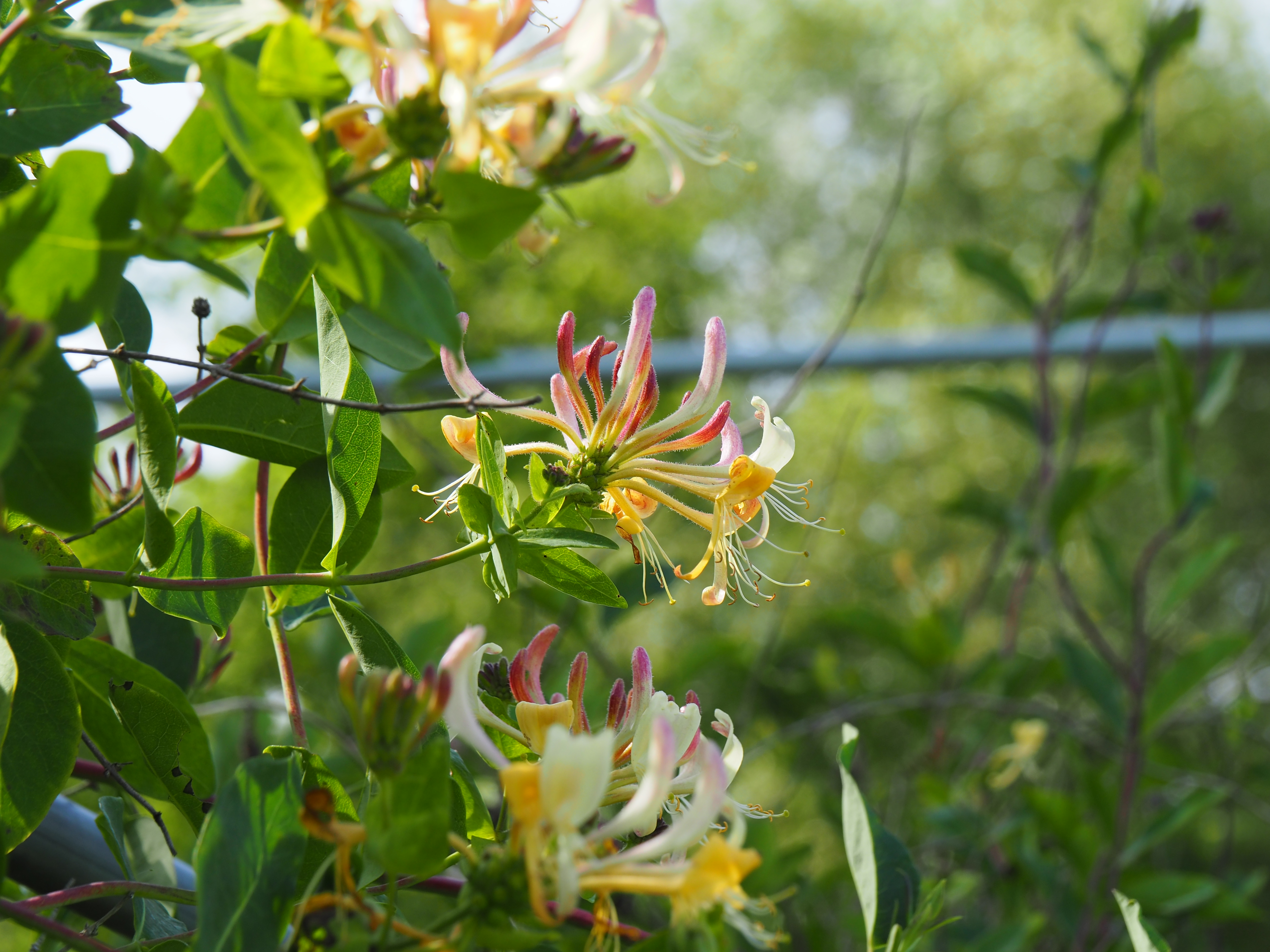 Lonicera periclymenum - CGN