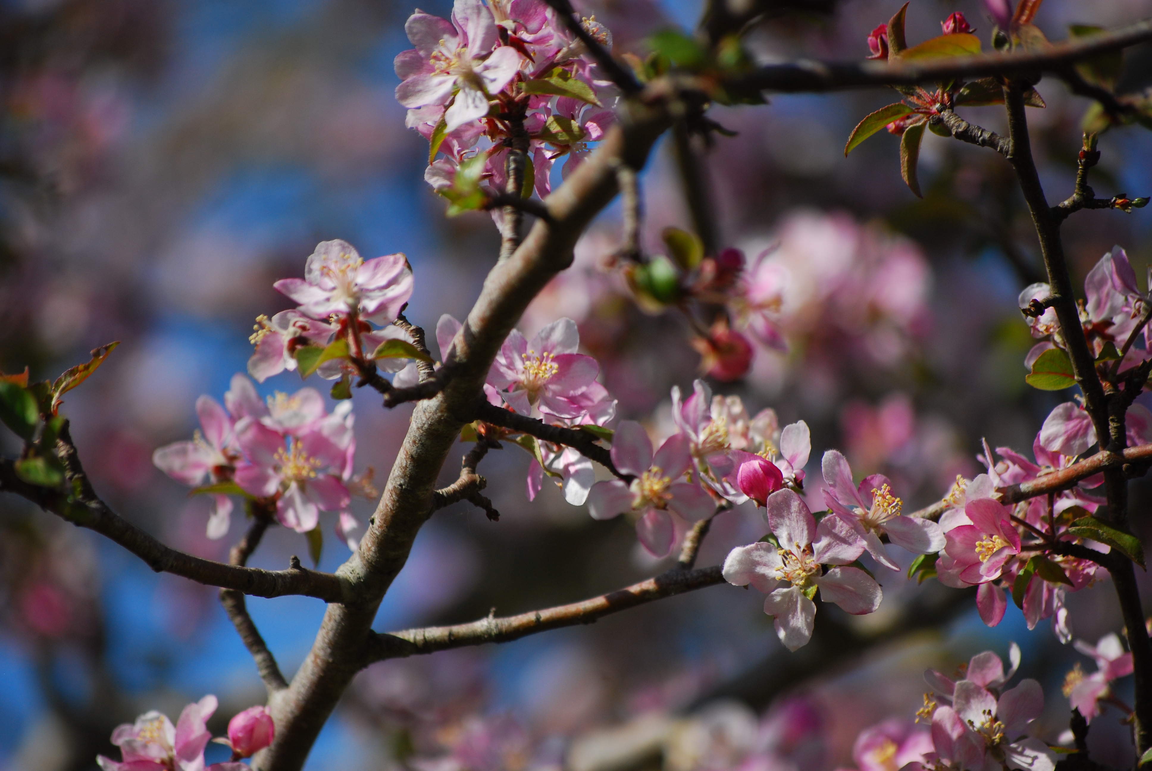 Malus sylvestris - L. Kragt