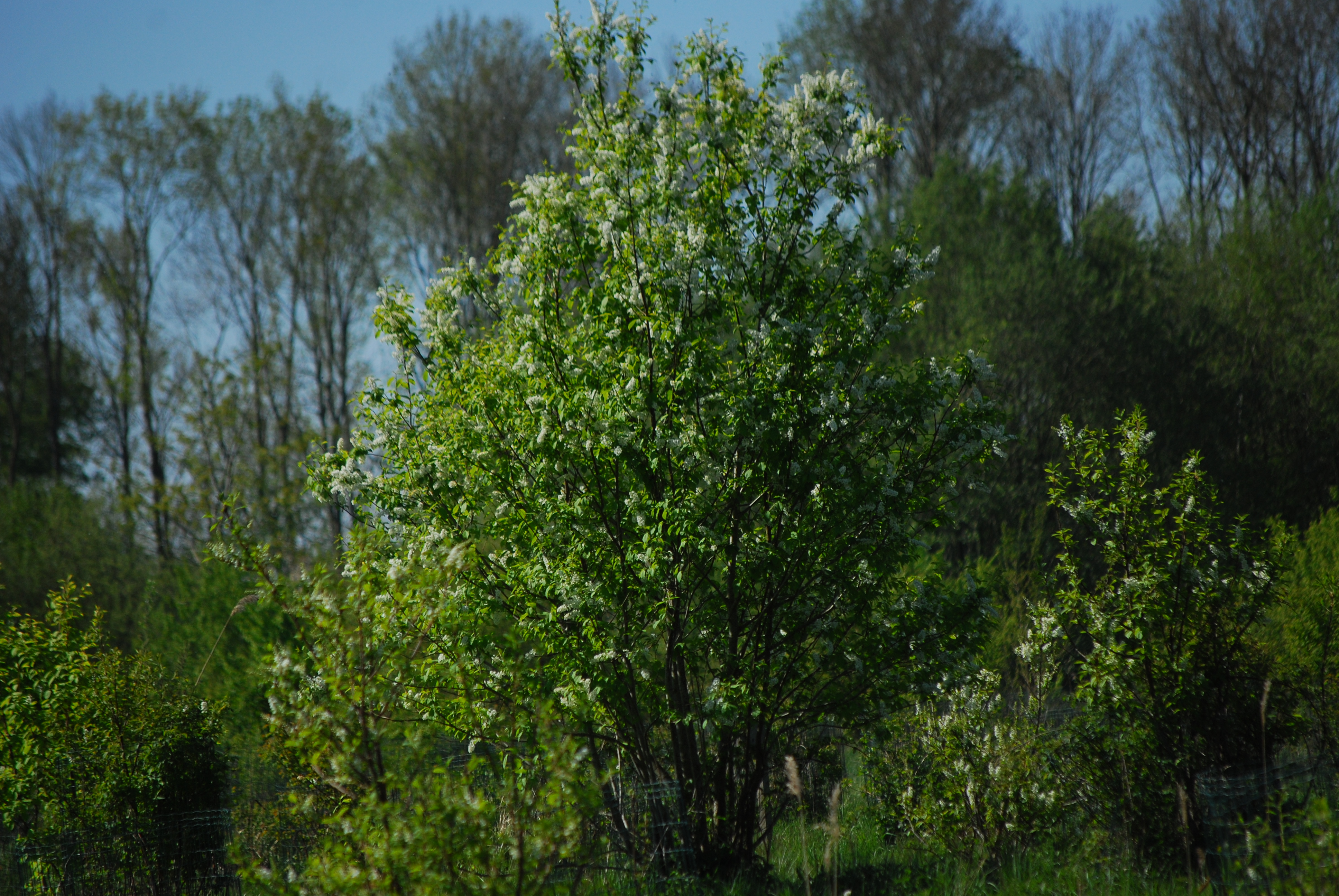 Prunus padus - L. Kragt