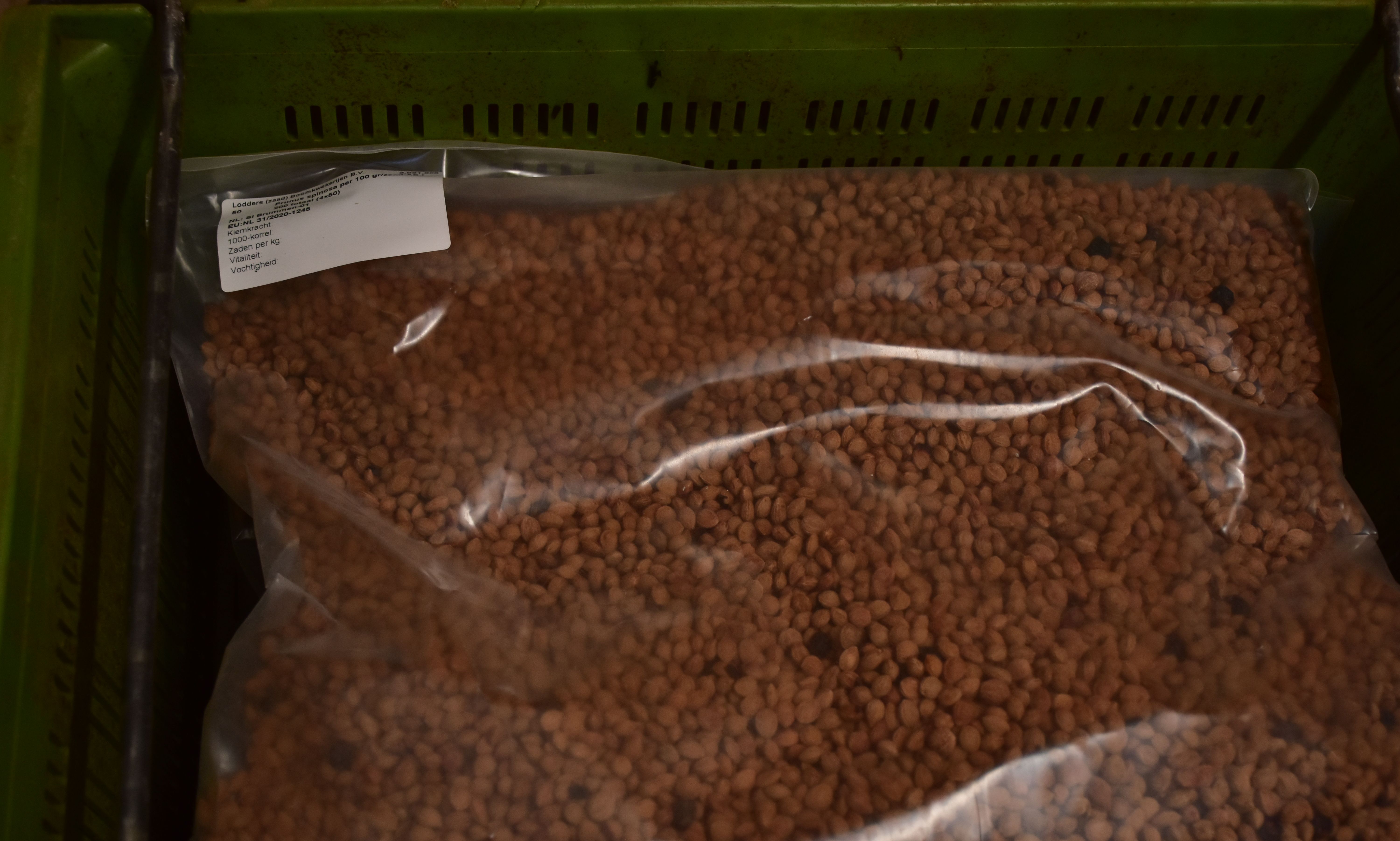 Prunus spinosa - L. Kragt