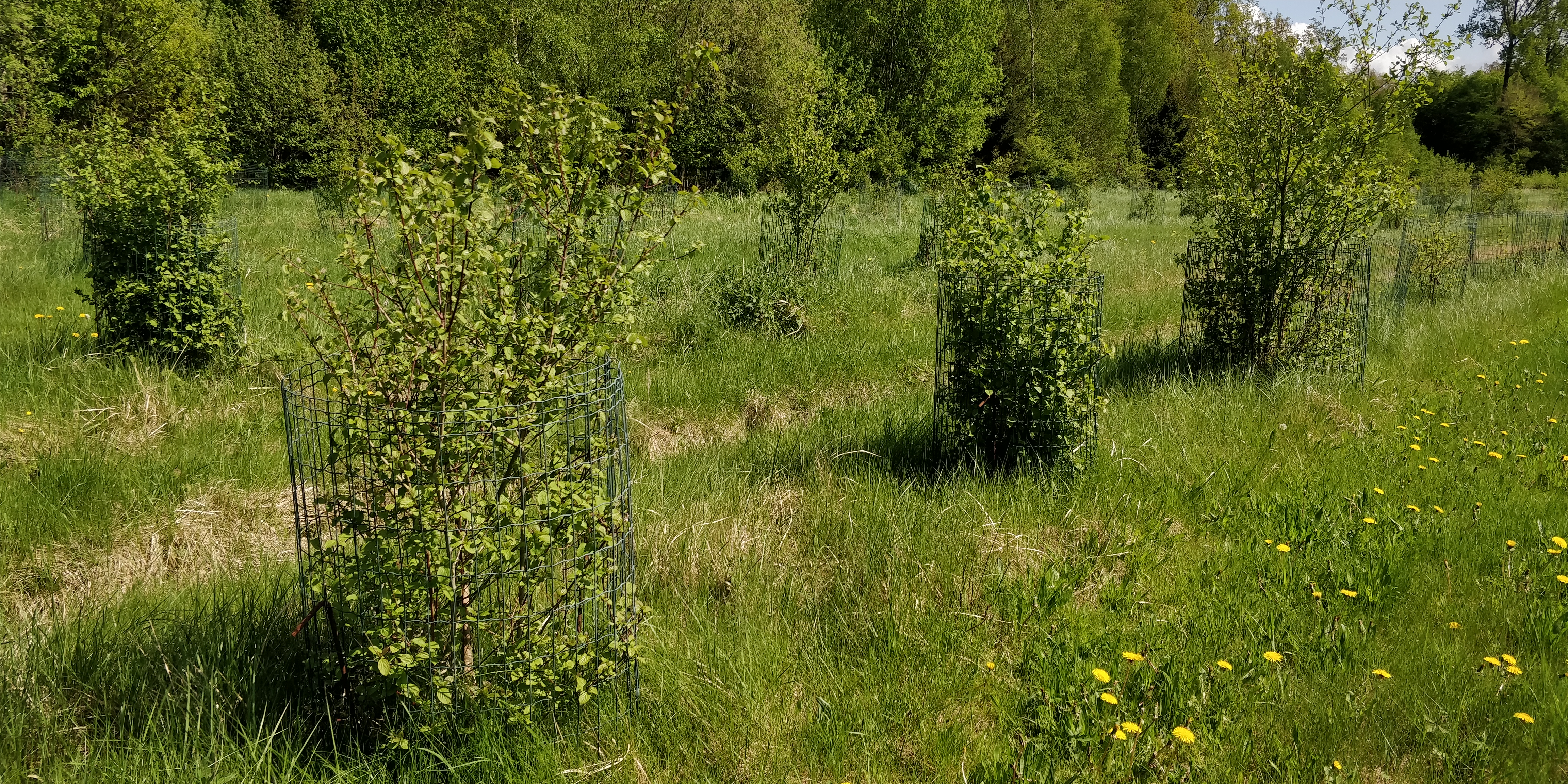 Pyrus pyraster - CGN