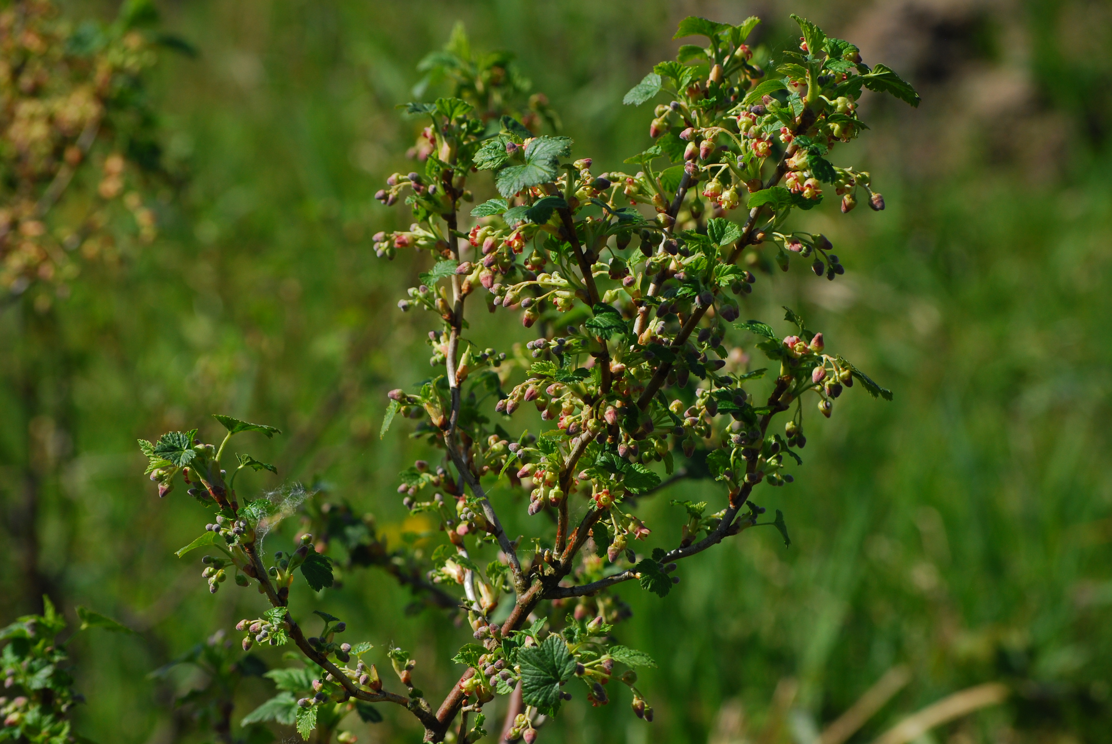 Ribes nigrum - L. Kragt