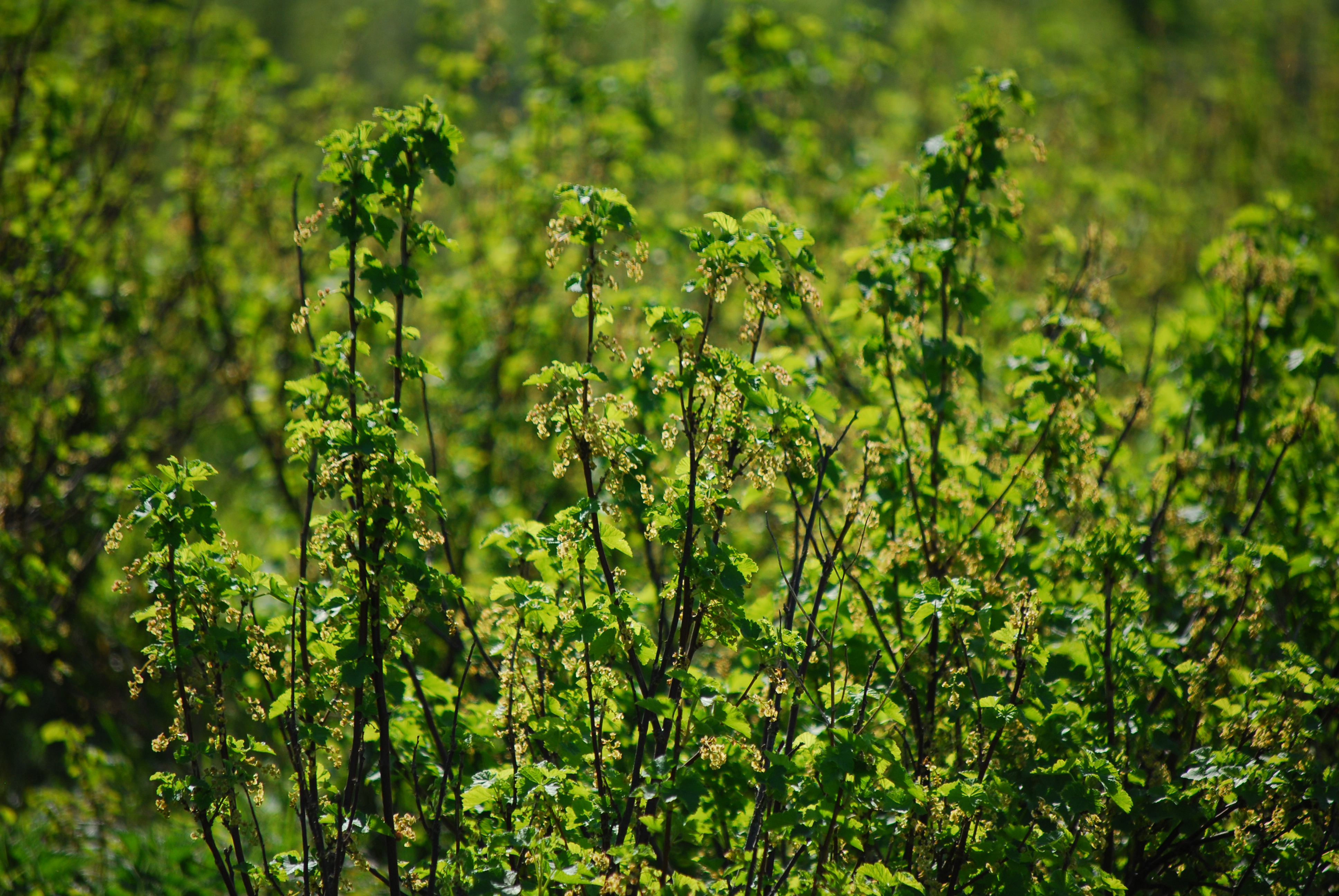 Ribes rubrum  - L. Kragt