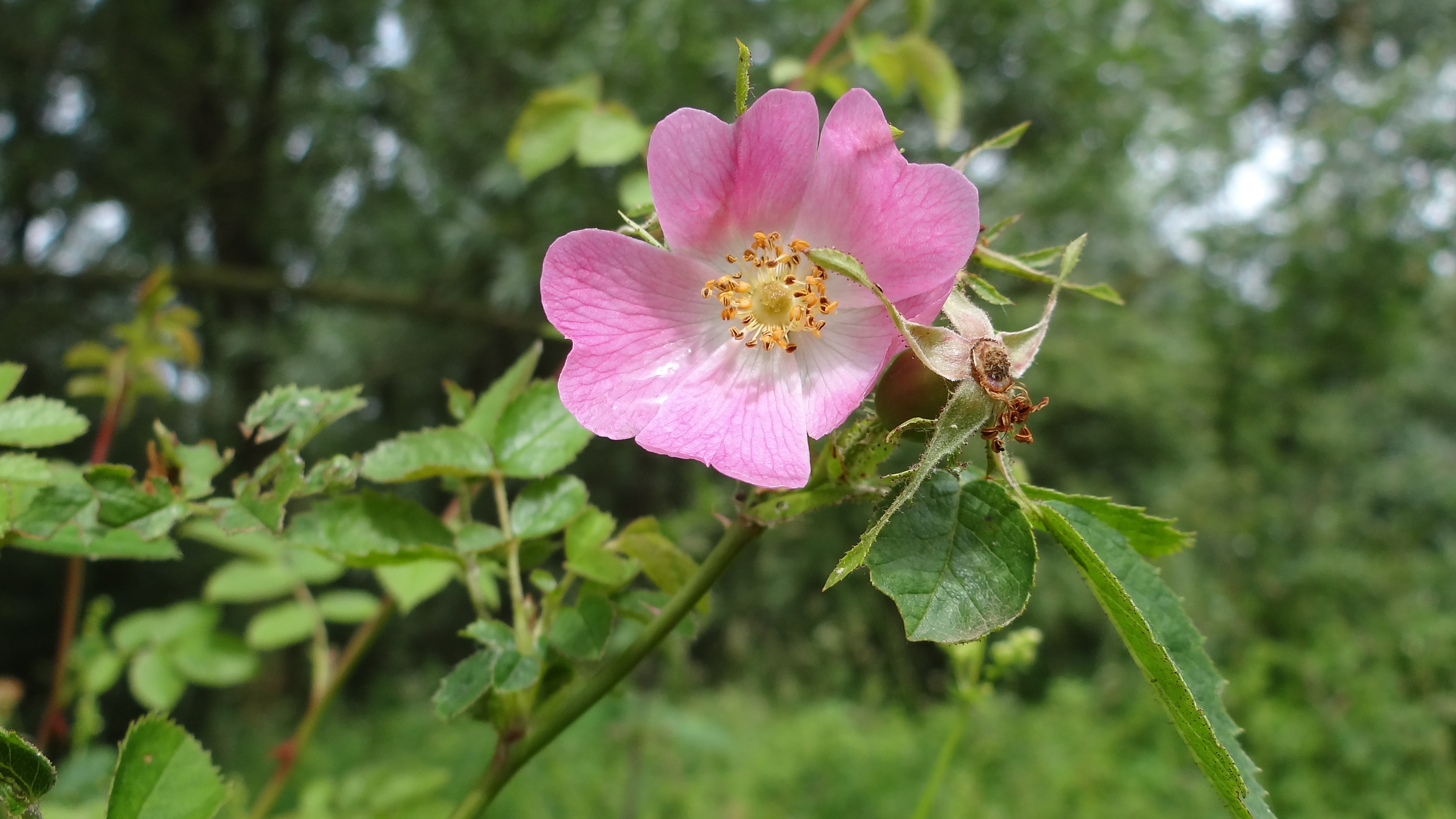 Rosa rubiginosa - J. Schaminee