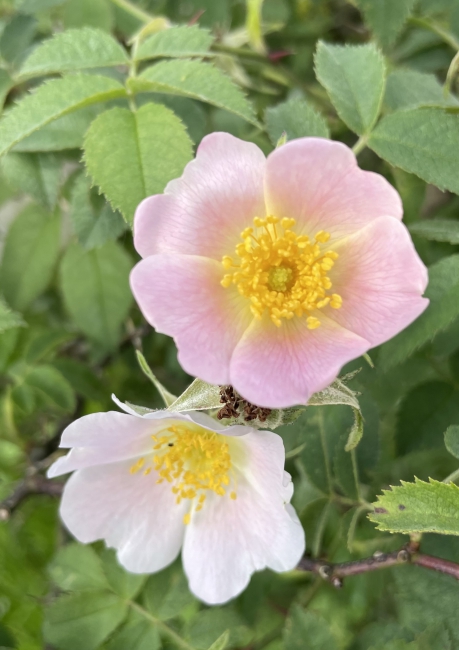 Rosa tomentosa