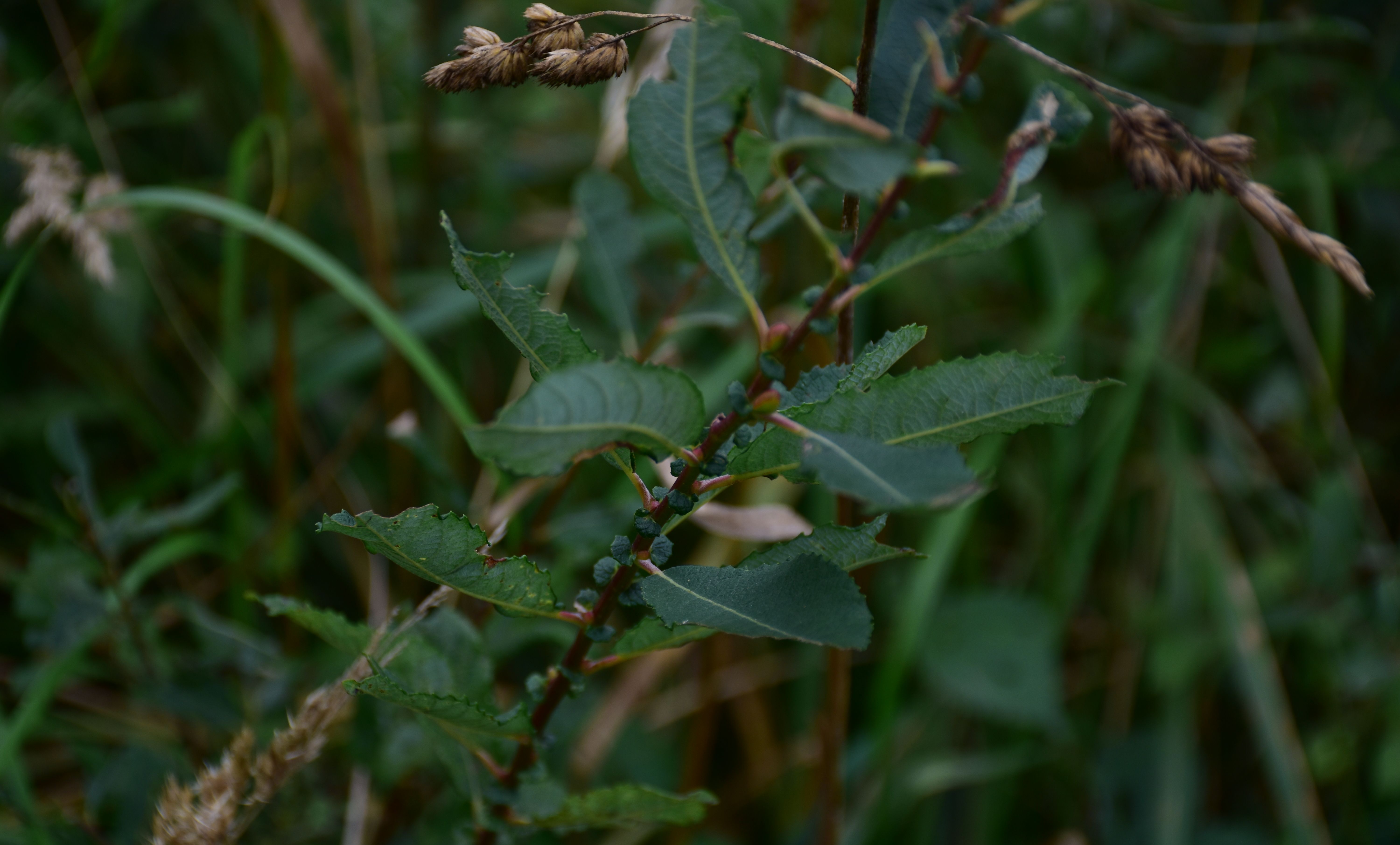 Salix aurita - L. Kragt
