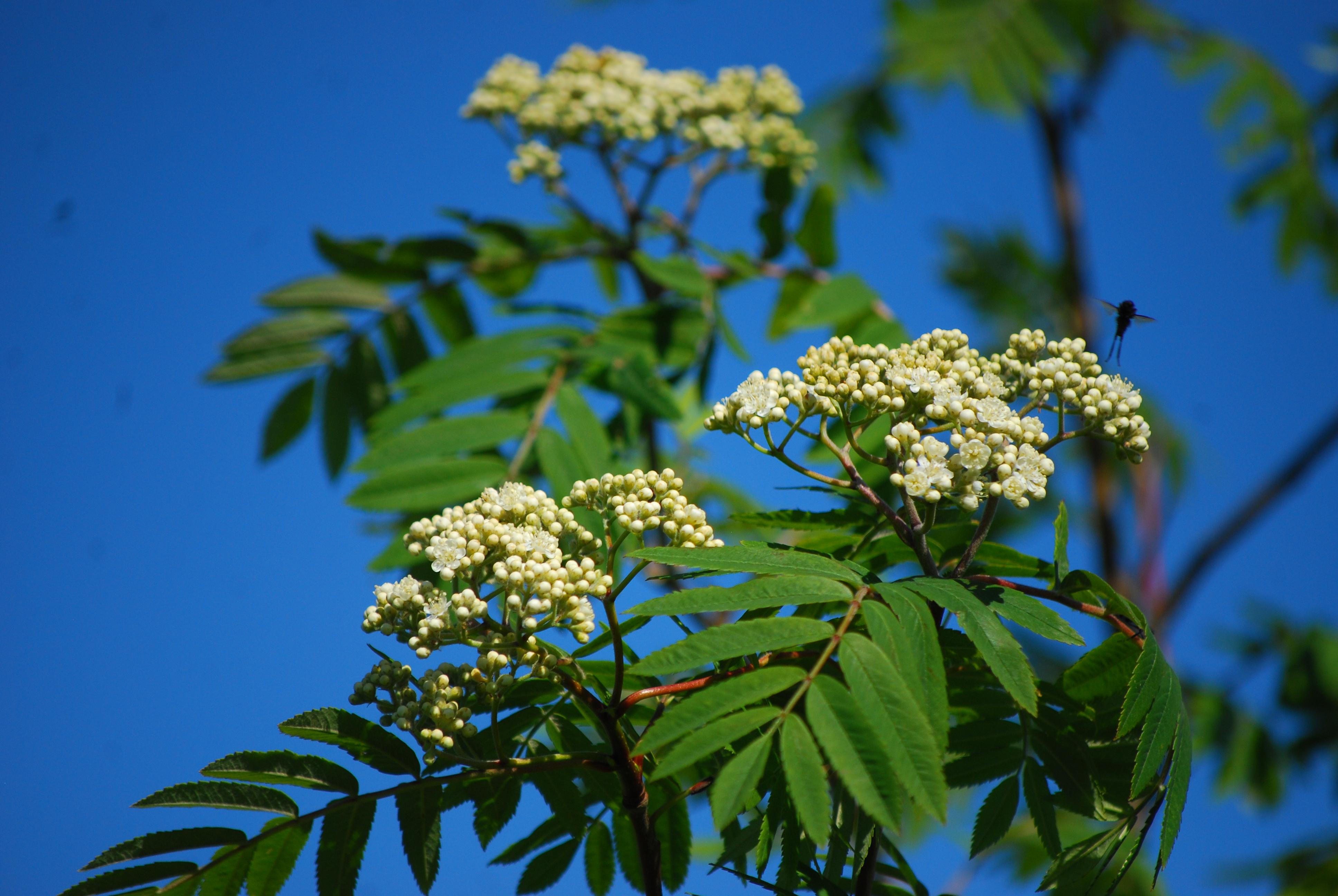 Sorbus aucuparia - L. Kragt