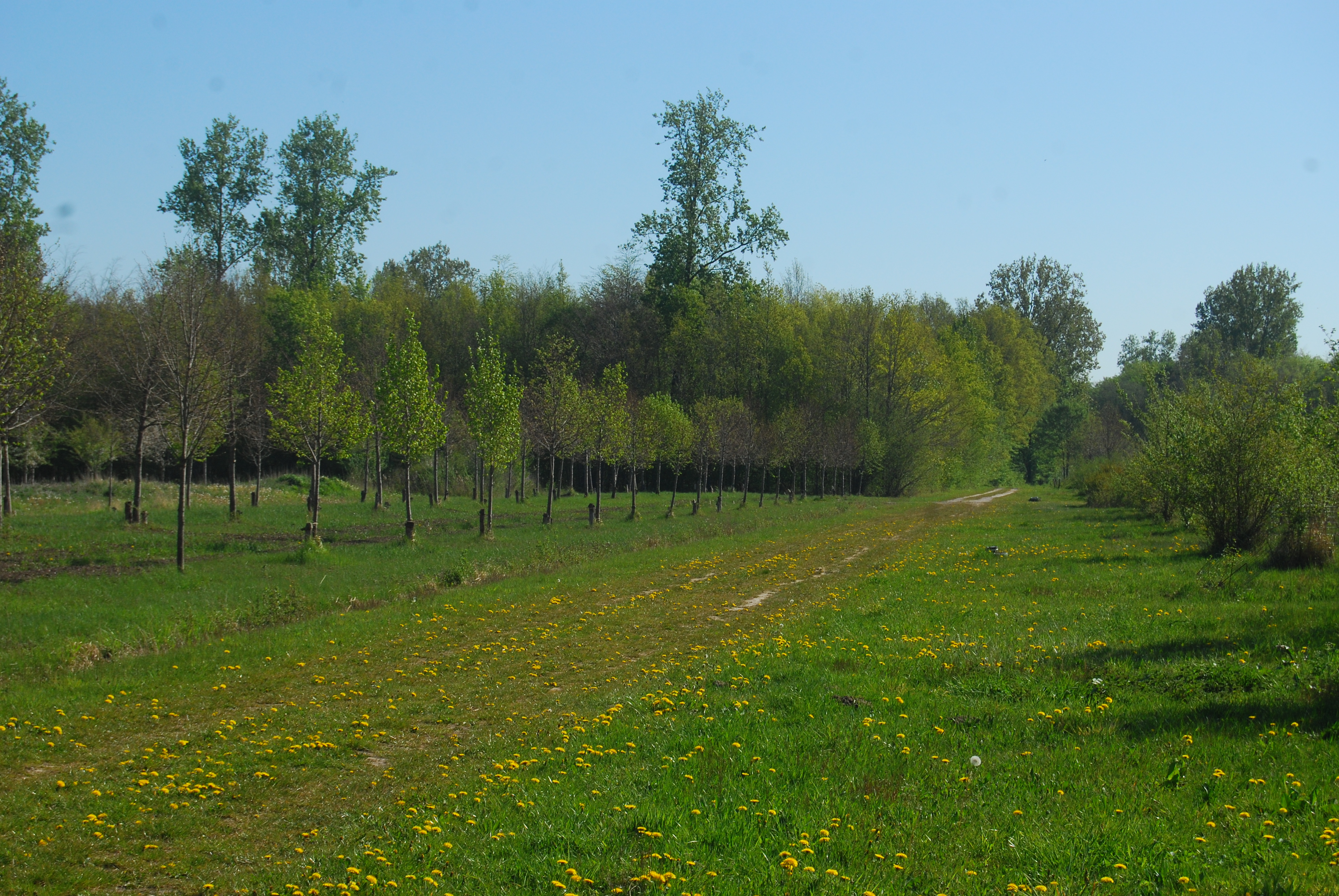 Tilia cordata - L. Kragt