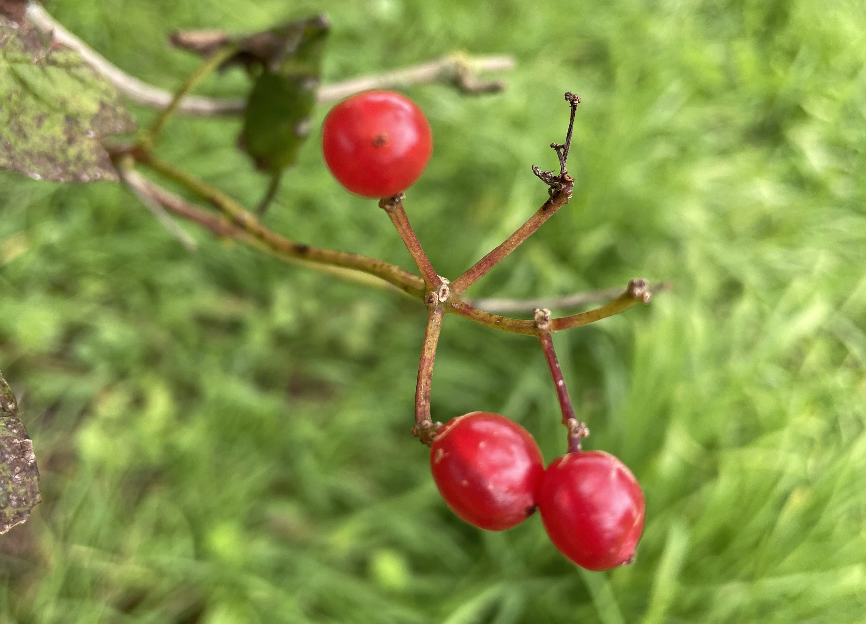 Viburnum opulus