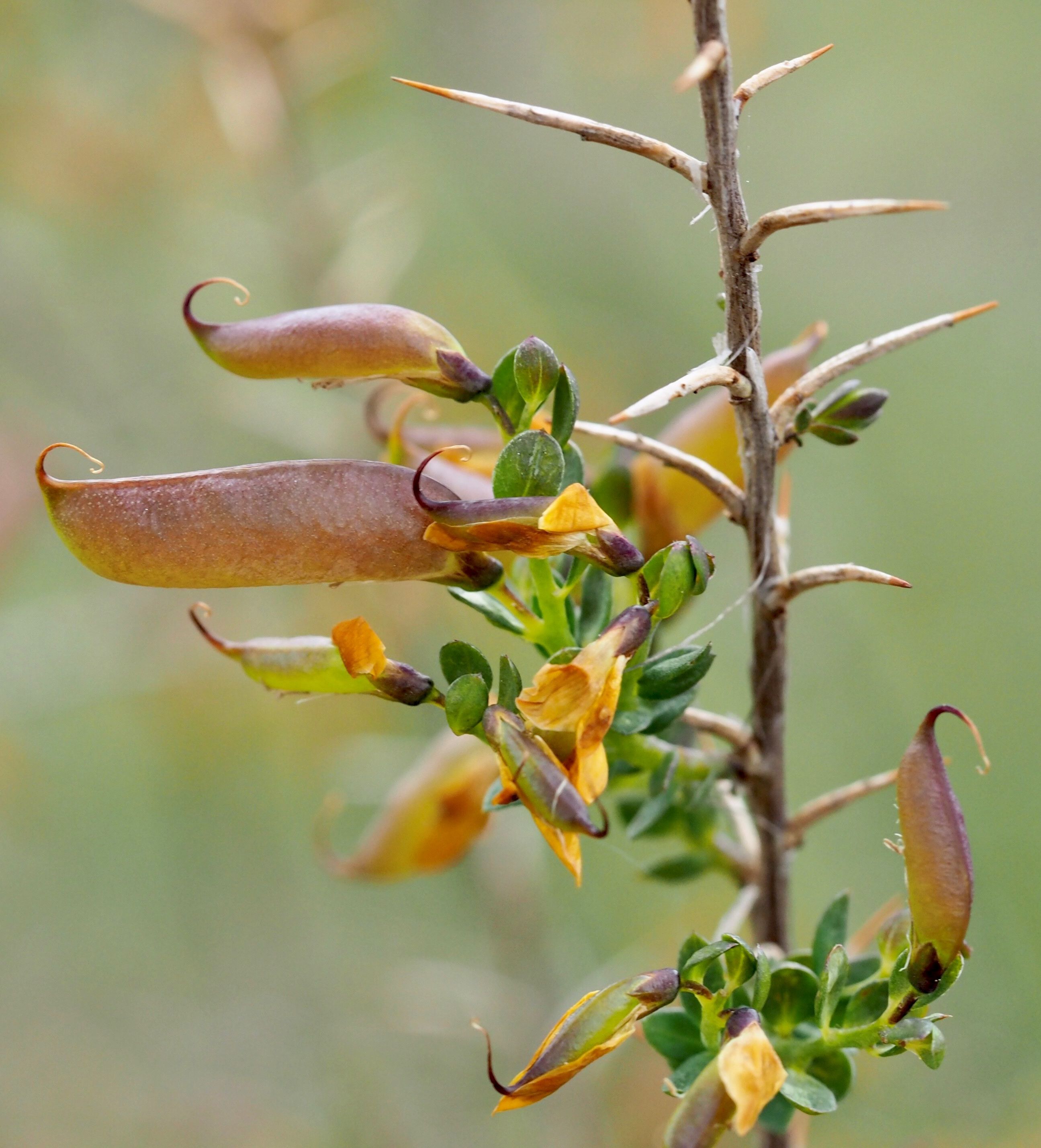 Genista angclia - P. Copini