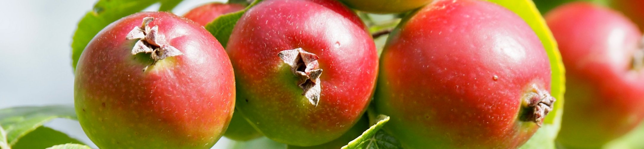 Over Centrum voor Genetische Bronnen Nederland