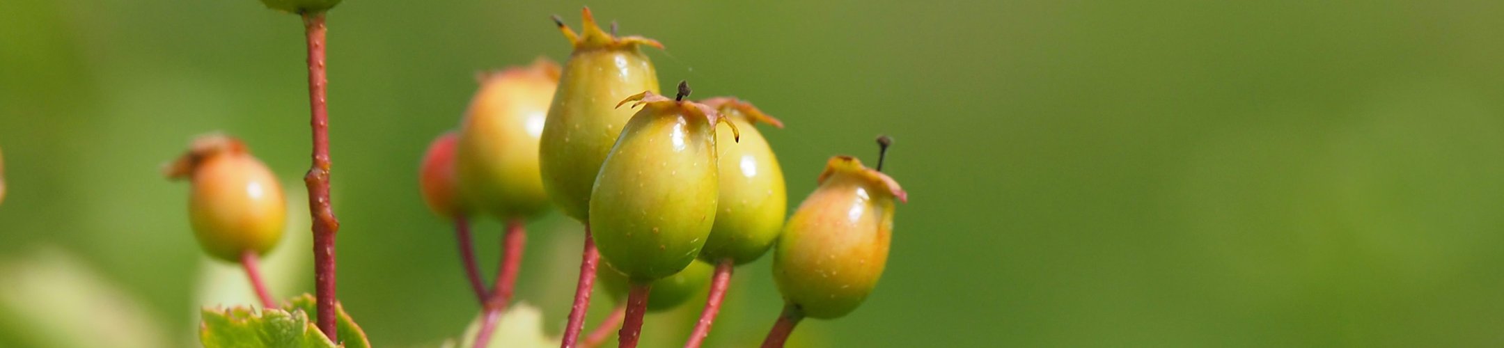 Over Zaad en Plantsoen Staatsbosbeheer