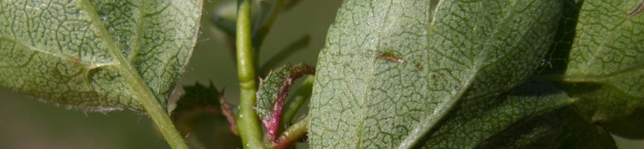 Publicaties en rapporten