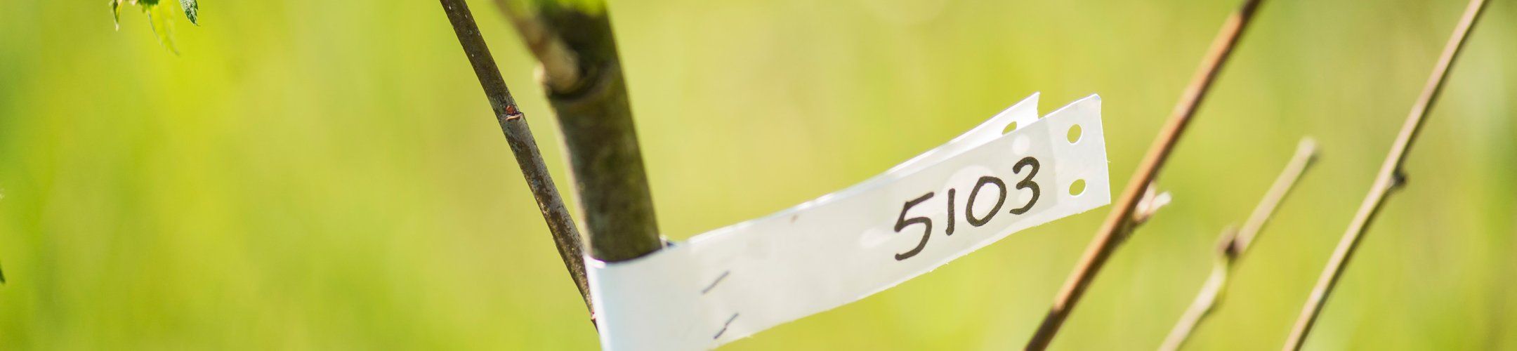 Teeltmateriaal bestellen