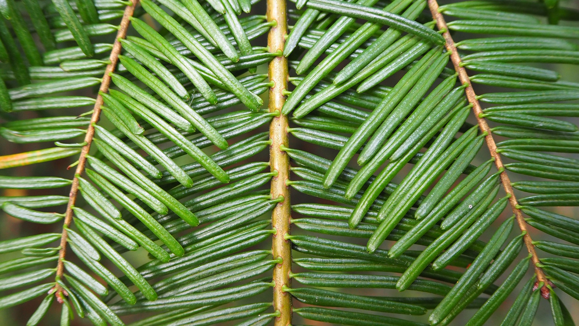 Rassenlijst Bomen begrippenlijst