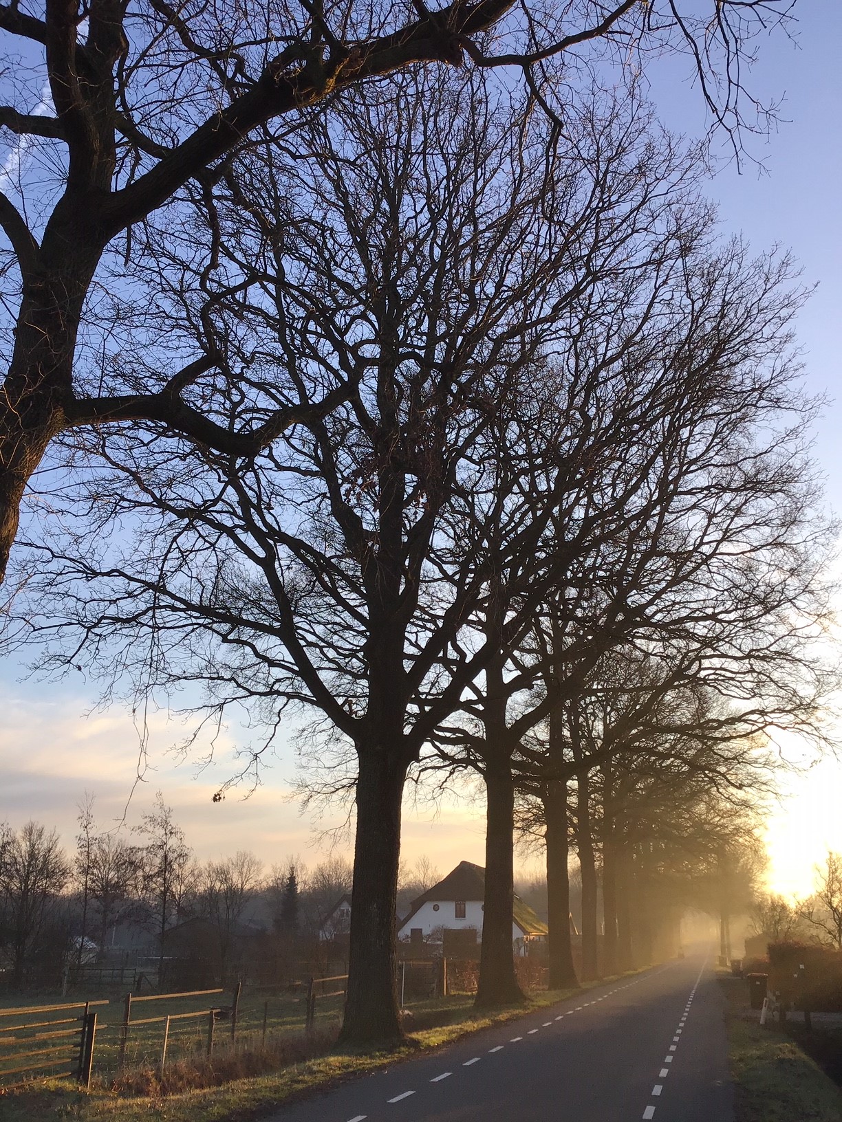 Rassenlijst Bomen toelichting tabellen