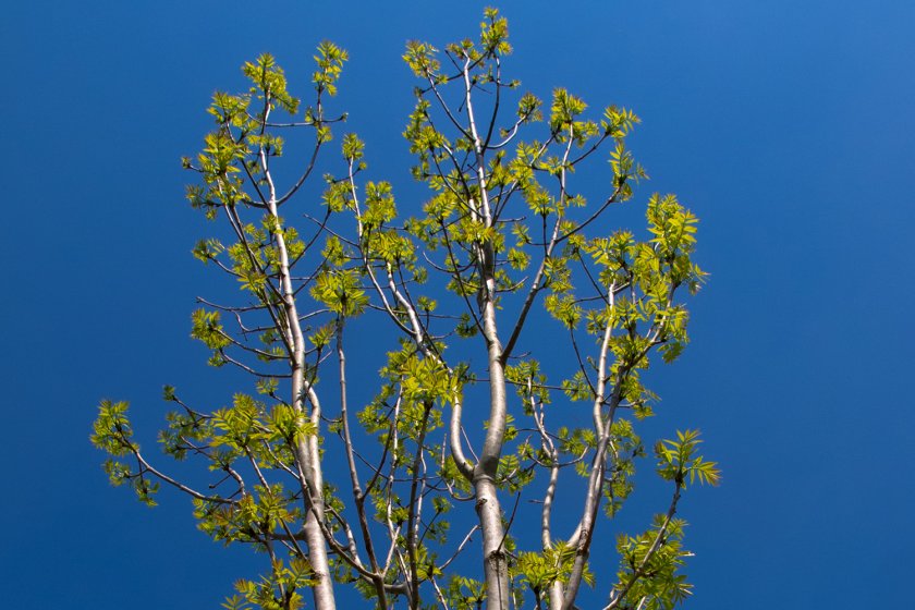 Fraxinus excelsior