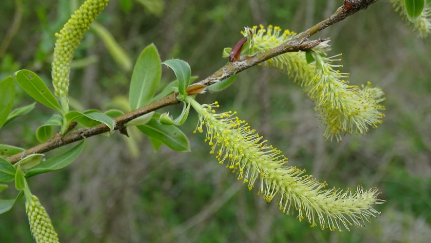 Salix alba