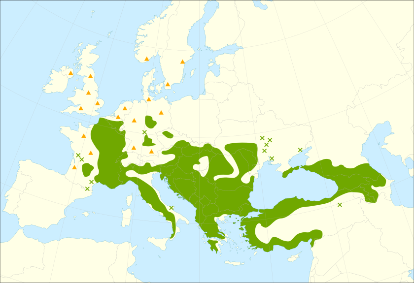 This distribution map has been developed by the European Commission Joint Research Centre (partly based on the EUFORGEN map) and released under Creative Commons Attribution 4.0 International (CC-BY 4.0)