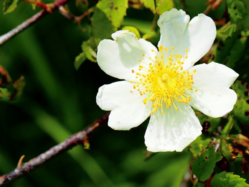 Rosa arvensis