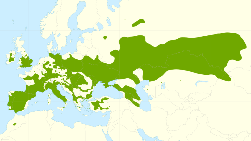 This distribution map has been developed by the European Commission Joint Research Centre (partly based on the EUFORGEN map) and released under Creative Commons Attribution 4.0 International (CC-BY 4.0)