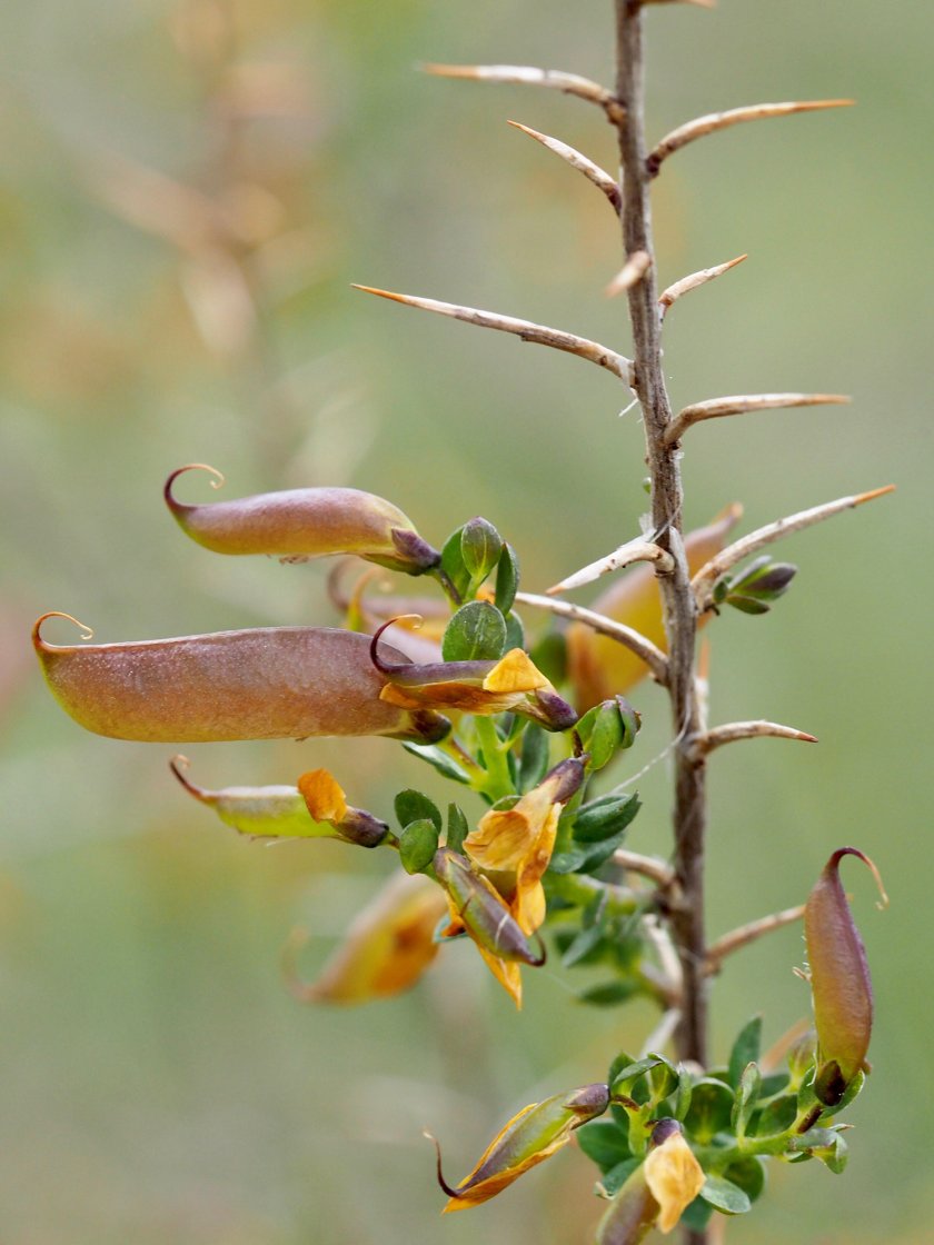 genista angclia_Paul Copini_buiten genenbank.jpg