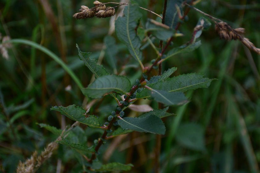 Salix aurita