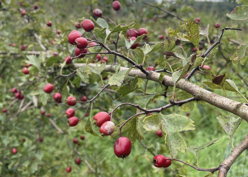 Crataegus x subsphaerica