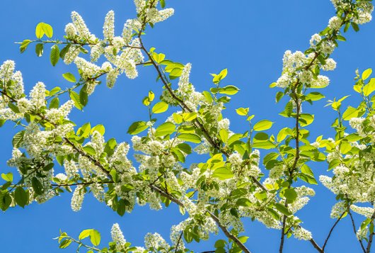 Rassenlijst Bomen