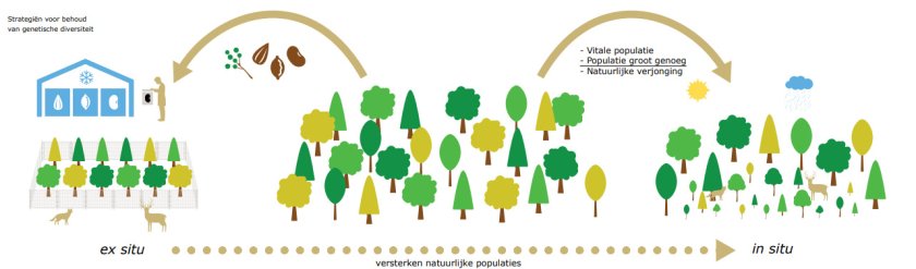 Deze afbeelding komt uit de brochure '<L CODE="C13">Behoud van autochtone bomen en struiken in hun natuurlijke omgeving</L>' van CGN.