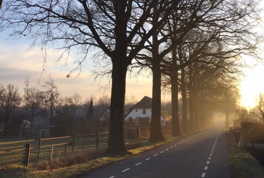 Rassenlijst Bomen toelichting tabellen