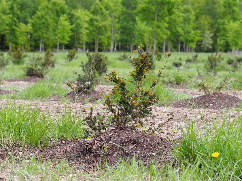 taxus baccata