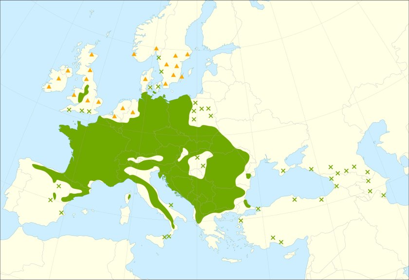 This distribution map has been developed by the European Commission Joint Research Centre (partly based on the EUFORGEN map) and released under Creative Commons Attribution 4.0 International (CC-BY 4.0)