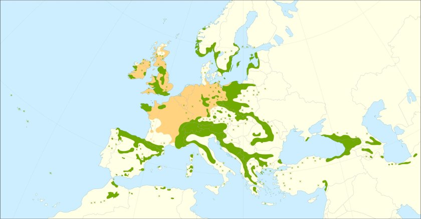 This distribution map has been developed by the European Commission Joint Research Centre (partly based on the EUFORGEN map) and released under Creative Commons Attribution 4.0 International (CC-BY 4.0)