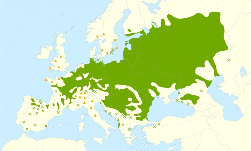 This distribution map has been developed by the European Commission Joint Research Centre (partly based on the EUFORGEN map) and released under Creative Commons Attribution 4.0 International (CC-BY 4.0)