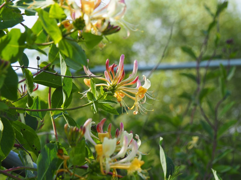 Lonicera_periclymenum_IMG_0630.JPG