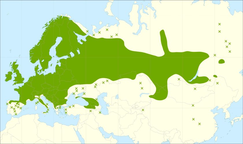 This distribution map has been developed by the European Commission Joint Research Centre (partly based on the EUFORGEN map) and released under Creative Commons Attribution 4.0 International (CC-BY 4.0)