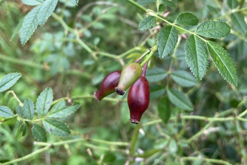 Rosa agrestis