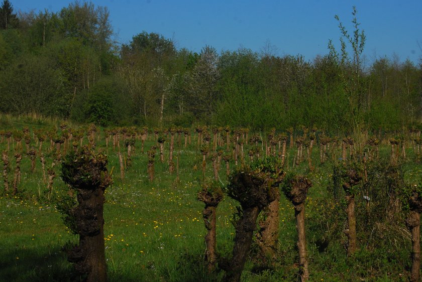 Salix cinerea